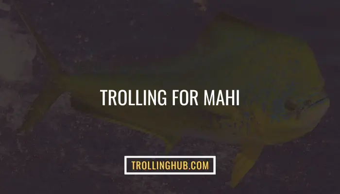 Trolling For Mahi